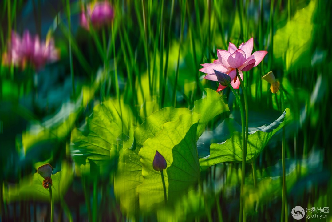 _DSC2508-1--a_.jpg