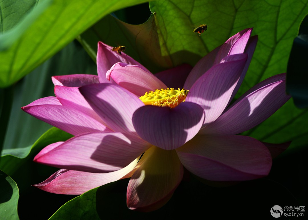 _DSC2540__.jpg