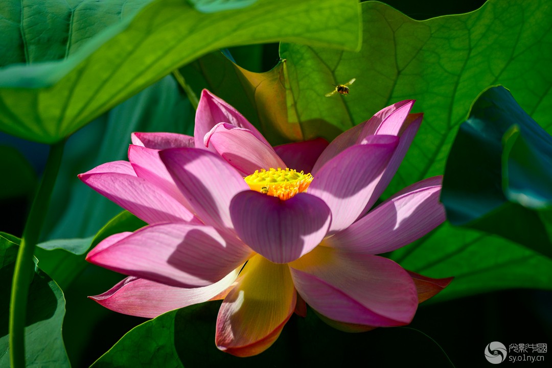 _DSC2551-1----a_.jpg