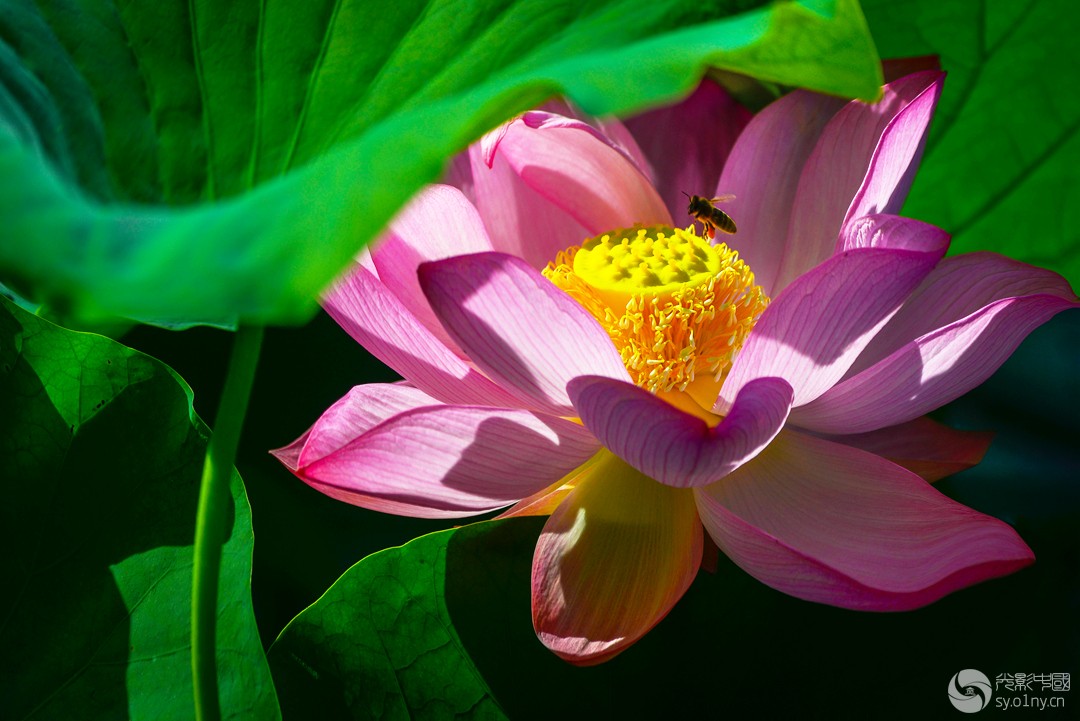 _DSC2565-1----a_.jpg
