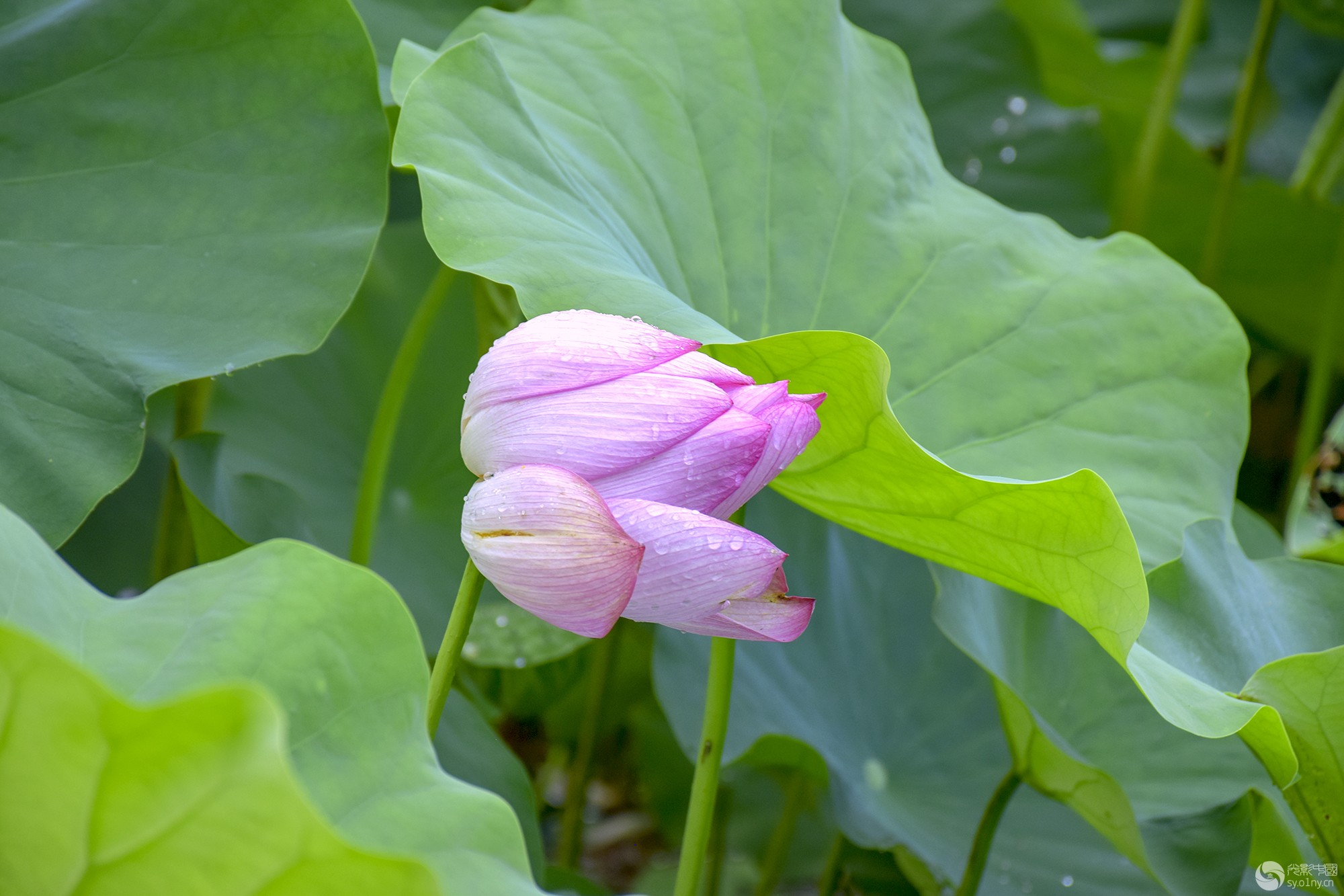 DSC_0147.jpg