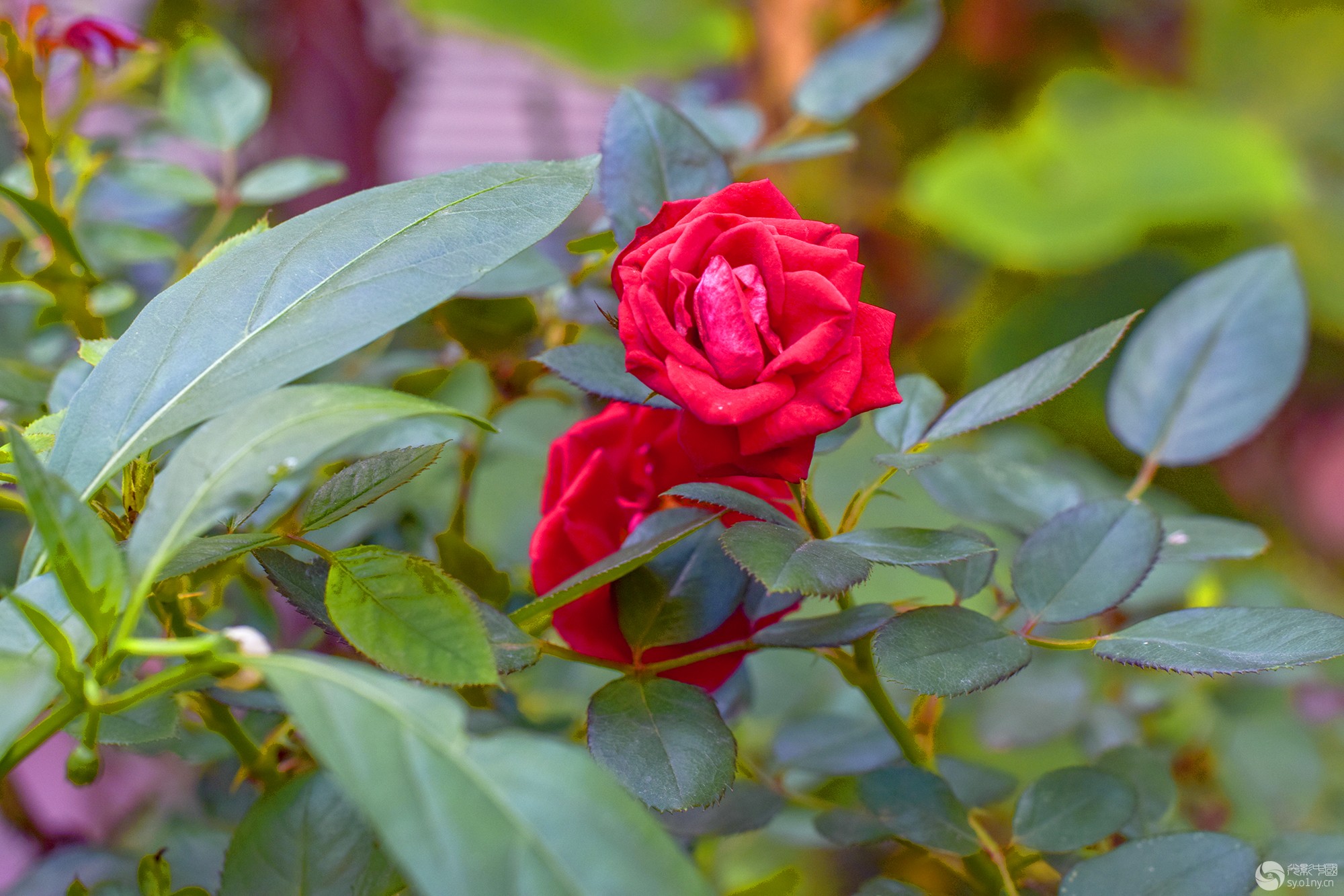 DSC_0018.jpg