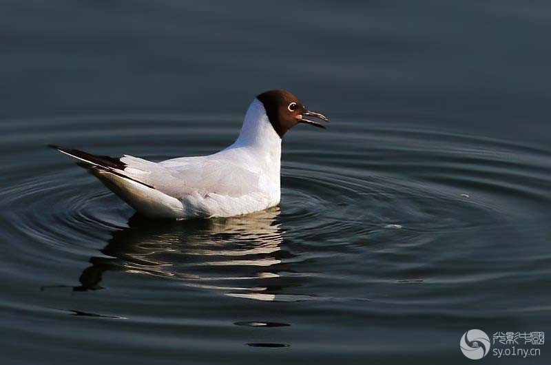 IMG_0503-2011.5.7.jpg