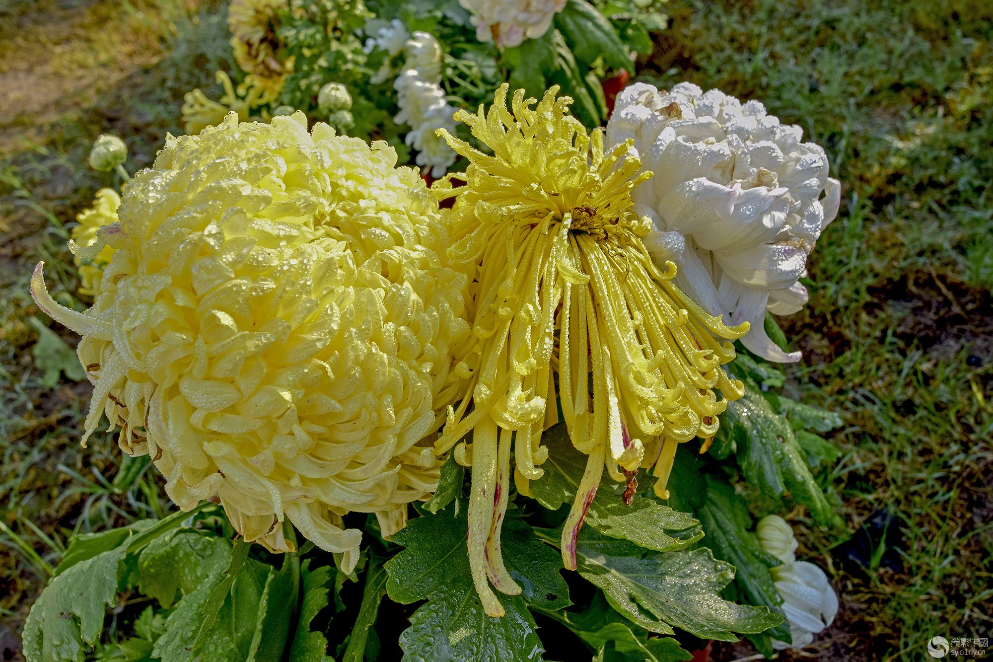 DSC_0097.jpg