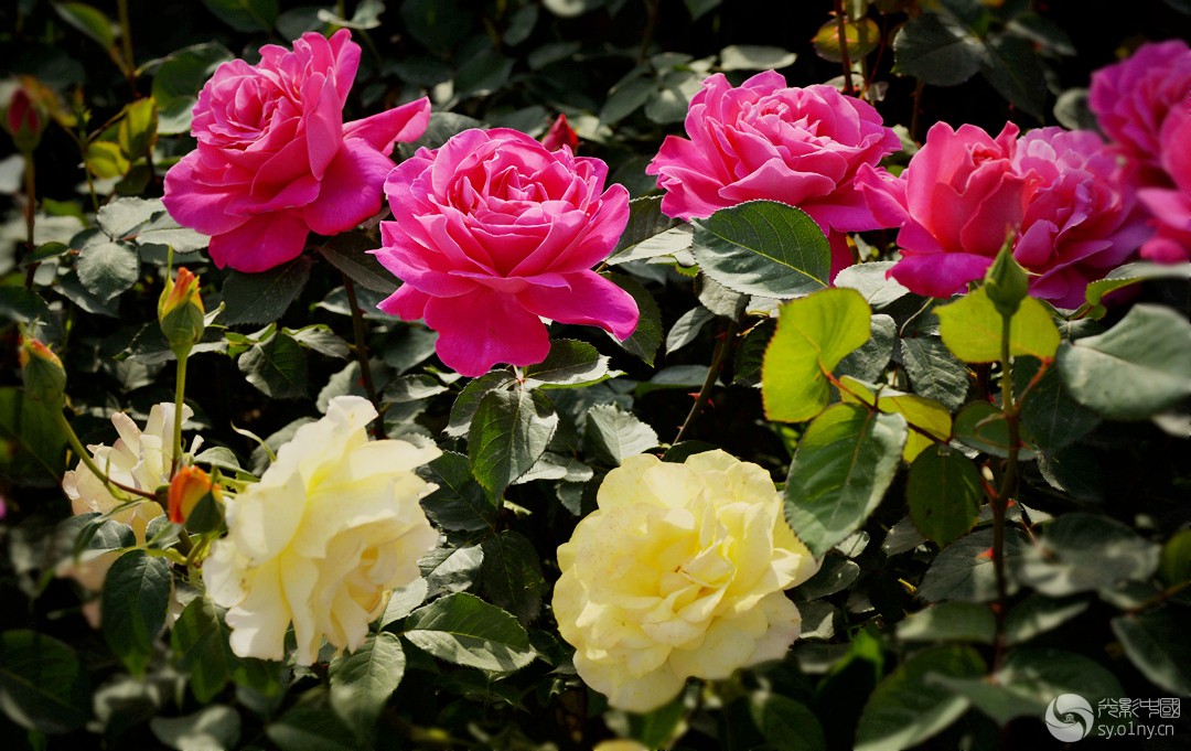 _DSC7324__.jpg