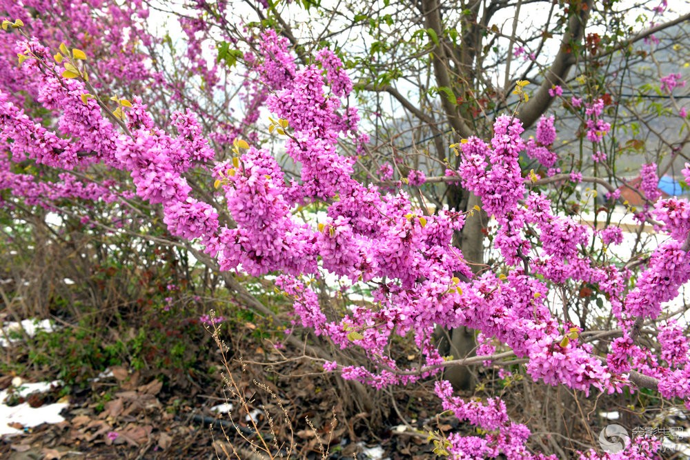 DSC_3534.jpg