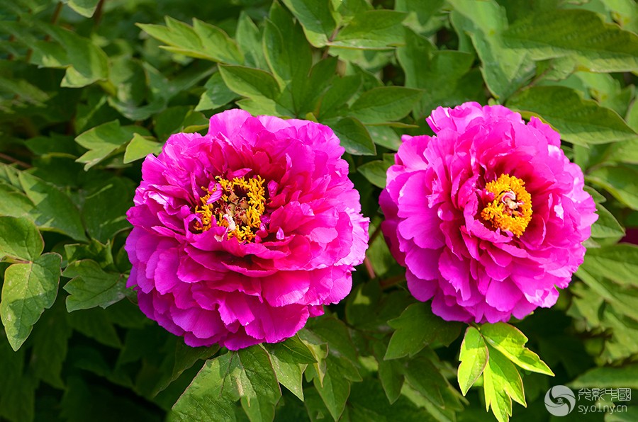 DSC_1477 .jpg