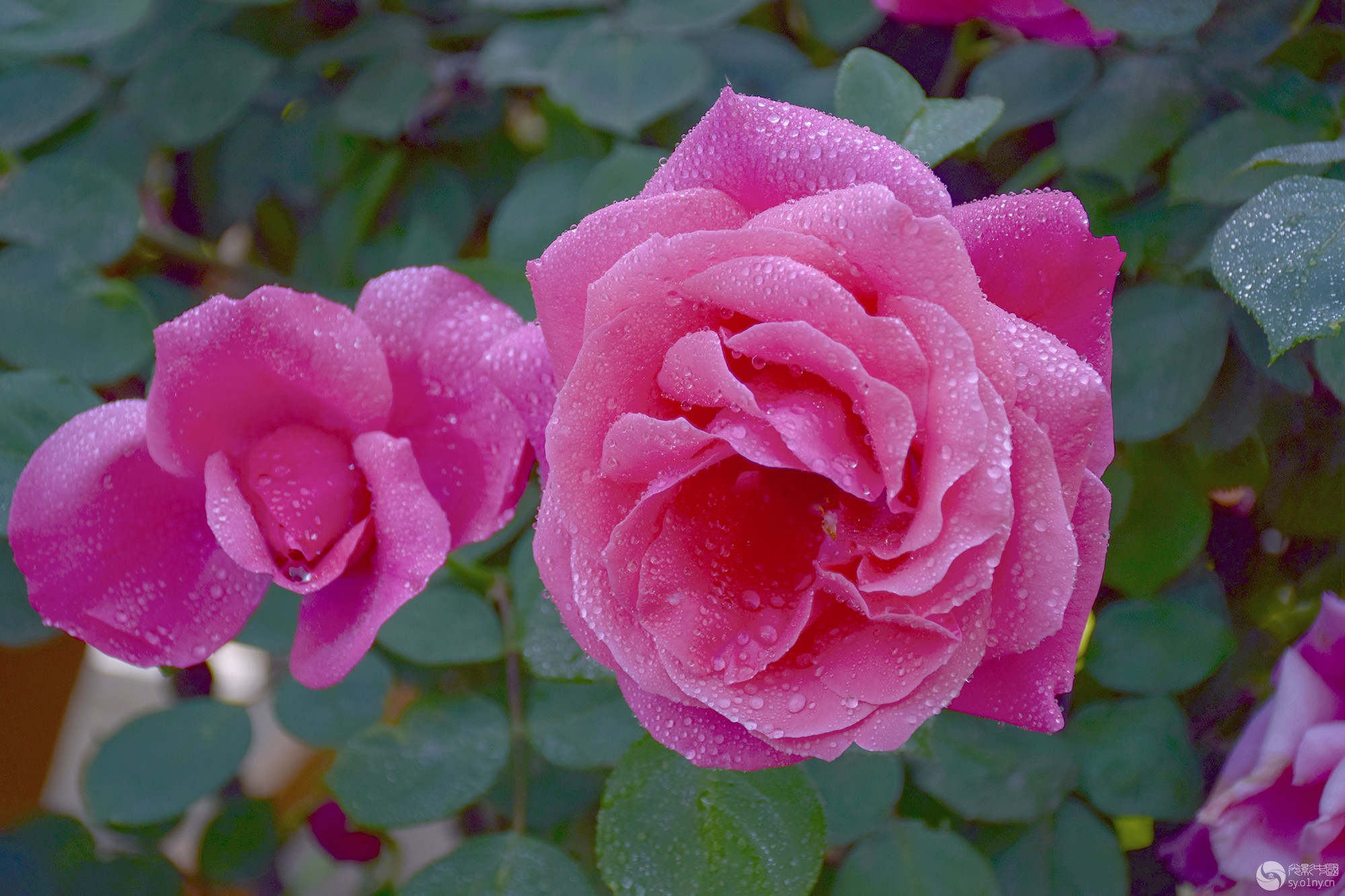 DSC_0017.jpg