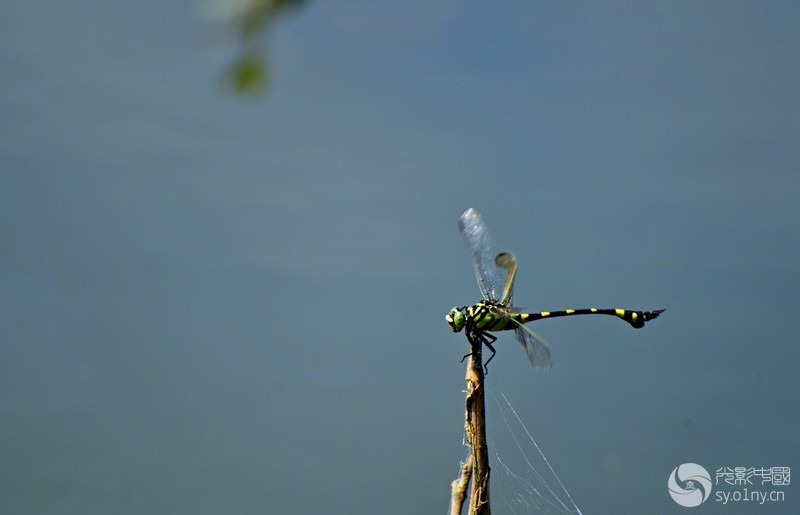 _DSC6242_.jpg