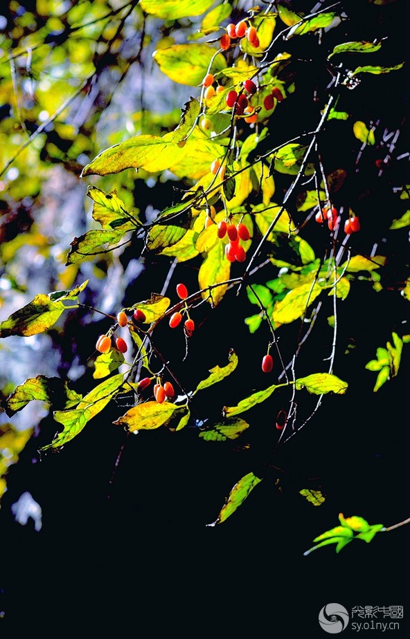 DSC_8465_.jpg