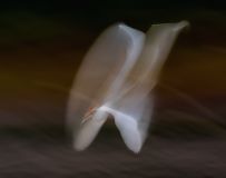 ƮȻ