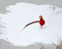 ѩ