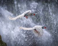 Ծ