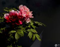 ��ɫ����