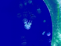 ˮĸ