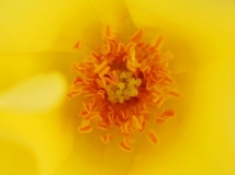 ¼