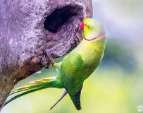 ----鳲