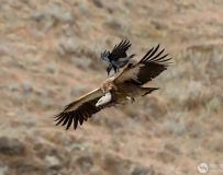 高山秃鹫—乌鸦相伴