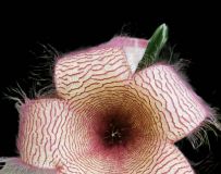 花开正当