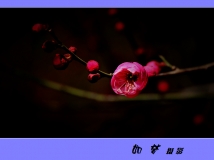 ͩز2.22÷ģ