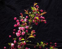 ����Ϸ��