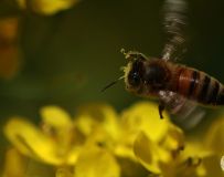 小蜜蜂，嗡嗡翁