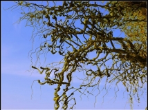 ֦