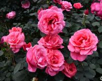 ������ӭ��