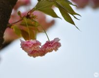 ӣ2
