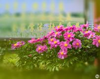 ʢҩ1