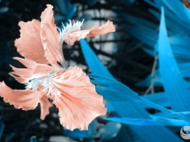 Ϧ졿ʮ