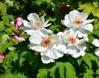 ĵ������