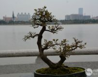 辰1