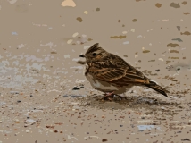 ϵ