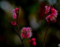 ѩ÷޺  (5)