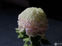 ˾ɳ