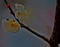 ѩ÷޺  (6)