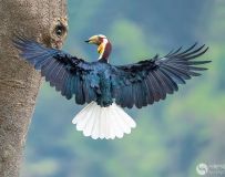 花冠皱盔犀鸟—哺乳
