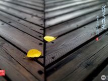 Ҷ˼