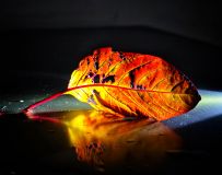 ӰҶ