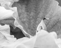 ������С���顷