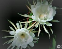 꼻