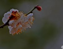 ѩ÷޺  (7)