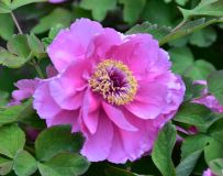 ĵ������