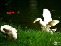 Ӱҵ----СѼ--01 