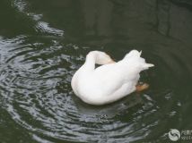 ëˮ