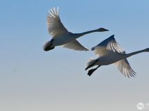 青海湖的精灵---大天鹅。