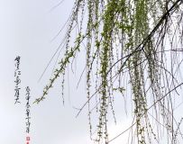 ｭ죨ֻӰ