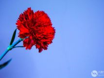 ļ--- ܰ