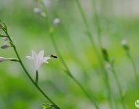 春天的故事-蜜蜂与花儿